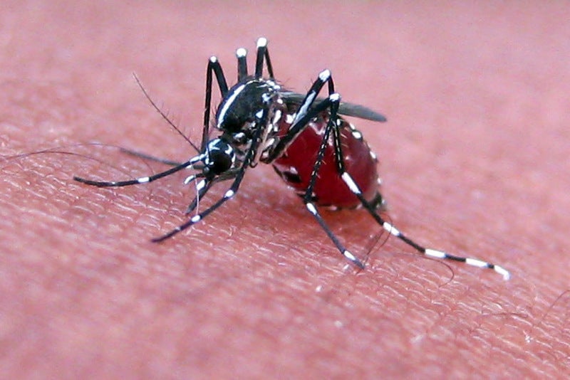 FDA clears VLP Therapeutics’ application for malaria vaccine trial