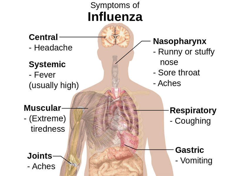Afluria Quadrivalent For Prevention Of Infection From Influenza Virus Clinical Trials Arena
