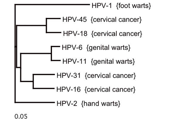 human papillomavirus 31