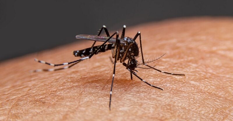 Covid-19 restrictions linked to drop in dengue cases in 2020 - Vimarsana News