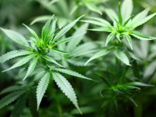 Anebulo reports positive Phase II data for cannabinoid intoxication therapy