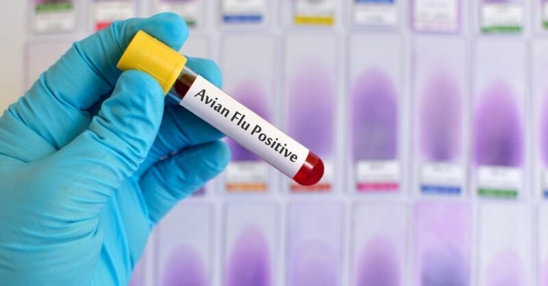 Worst bird flu outbreak on record in the UK and Europe - Vimarsana News