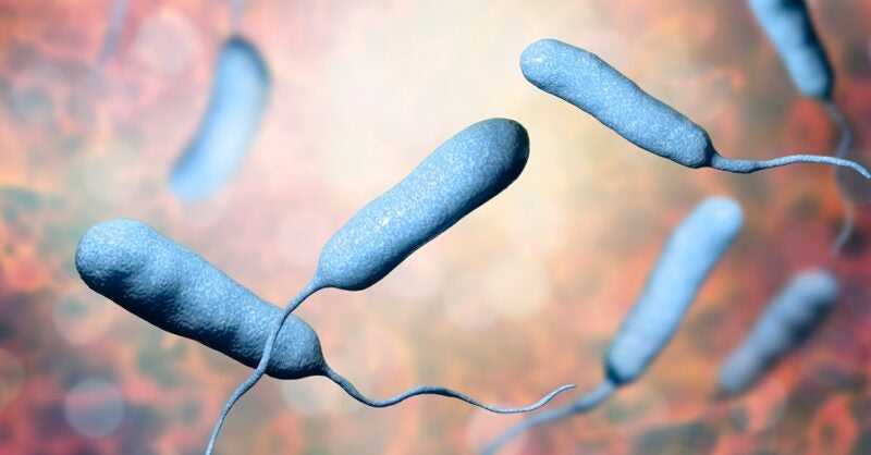 Florida suffers Vibrio vulnificus outbreak in wake of Hurricane Ian - Vimarsana News