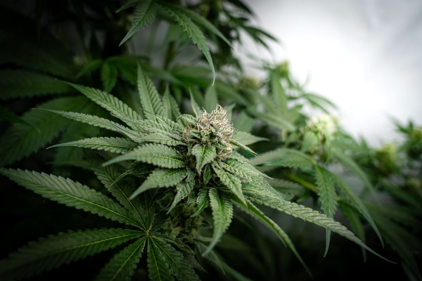 Why psychiatry needs better patient outcome data on medical cannabis